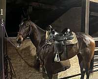 all-around-filly