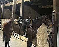 brown-aqha-filly