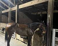 all-around-horse