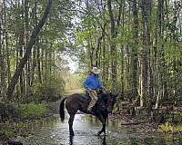 obstacle-filly