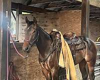 perfect-filly