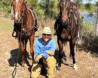 athletic-quarter-horse