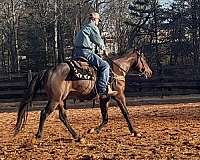 wwwdoublecreekfarmnet-pony