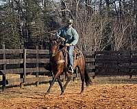bay-wwwdoublecreekfarmnet-pony