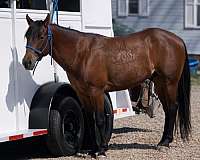 bay-double-registered-pony