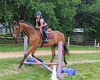 bay-star-horse