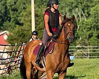 all-around-thoroughbred-horse