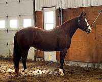 natural-horsemanship-training-quarter-horse