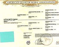 ranch-quarter-horse