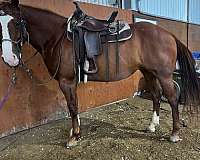 ranch-versatility-quarter-horse