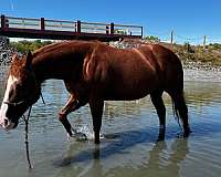 ranch-work-quarter-horse