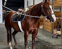 reined-cow-quarter-horse