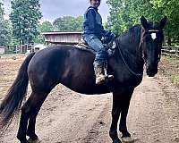 reliable-percheron-horse