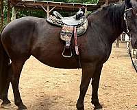 star-horse