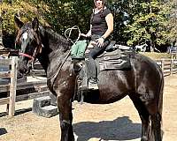 black-star-horse