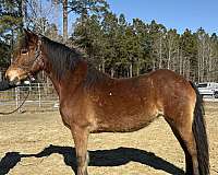 cross-ridden-english-friesian-haflinger-horse