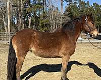 bay-friesian-haflinger-mare