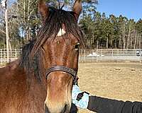 bay-cross-ridden-english-horse