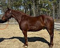 sorrel-draft-gelding
