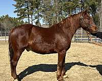 sorrel-gelding-for-sale