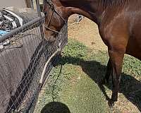 11-hand-andalusian-colt