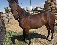 start-colt