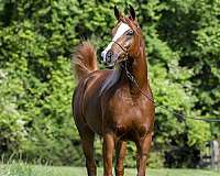 ancient-arabian-horse