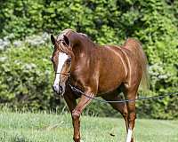 cedar-ridge-farm-arabian-horse