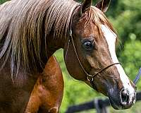grand-sire-arabian-horse
