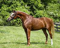 sale-or-lease-arabian-horse
