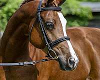 sirdar-arabian-horse
