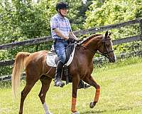 sport-horse-mare-arabian
