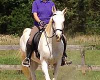 chestnut-left-hind-cannon-horse
