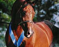 cedar-ridge-farm-horse
