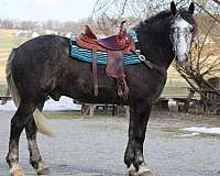 draft-cross-safe-gelding