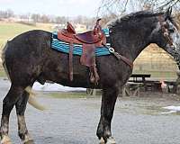 none-horse