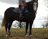 all-around-draft-horse