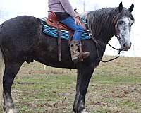 beginner-draft-horse