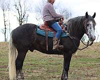 draft-horse
