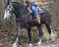 driving-draft-horse