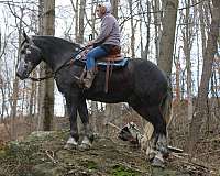 english-pleasure-draft-horse