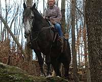 harness-draft-horse