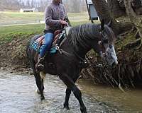 husband-safe-draft-horse