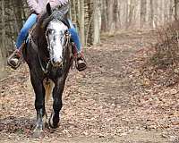 kid-safe-draft-horse