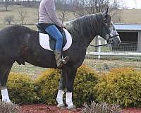 mounted-patrol-draft-horse
