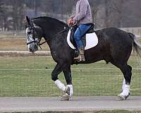 parade-draft-horse