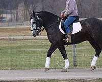 pleasure-driving-draft-horse
