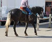 lesson-draft-horse