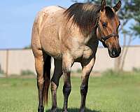 roan-quarter-horse