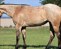 ranch-horse-quarter